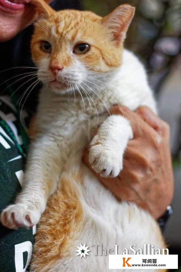 菲律宾大学猫咪吃成脂肪肝 制止喂食学校为其结业