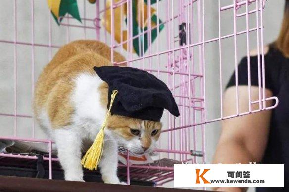 菲律宾大学猫咪吃成脂肪肝 制止喂食学校为其结业