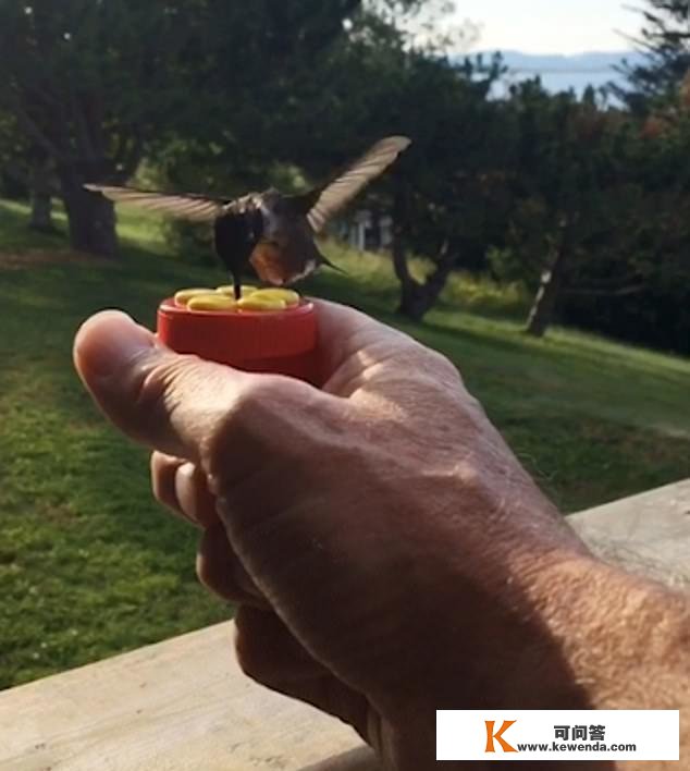 稀有！加拿大一须眉手持花蜜胜利吸引蜂鸟吸食