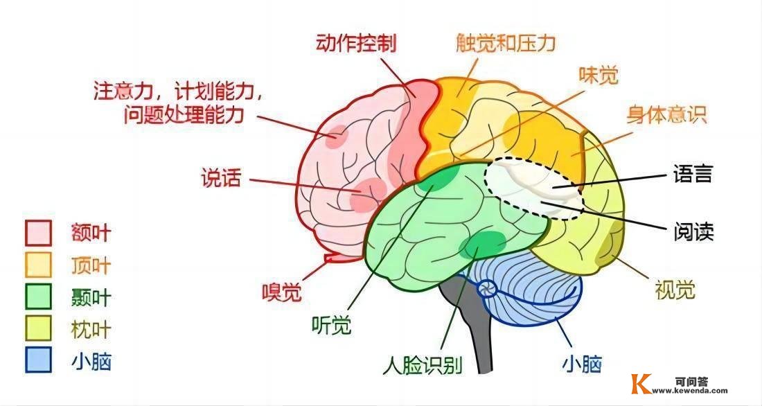 人身后仍会有意识，大脑还会继续运行？身后的人又会去哪儿？