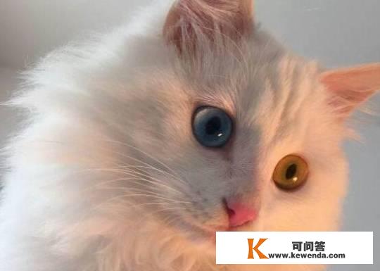 你的猫在中国十大人气宠物猫中排名第几？