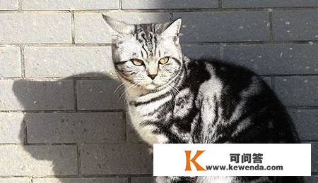 你的猫在中国十大人气宠物猫中排名第几？