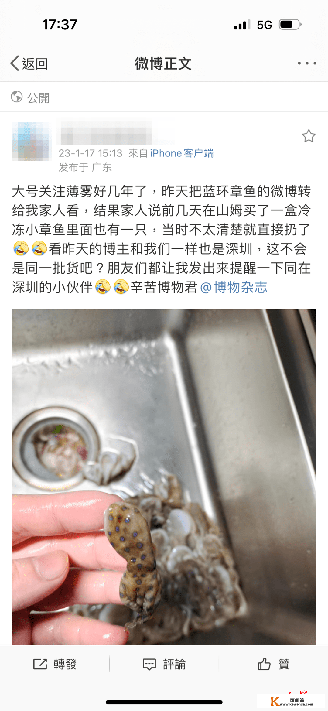 中国海域至少存在三种蓝环章鱼？还有视频博主当宠物养 警觉“丧家之犬”成“隐形杀手”