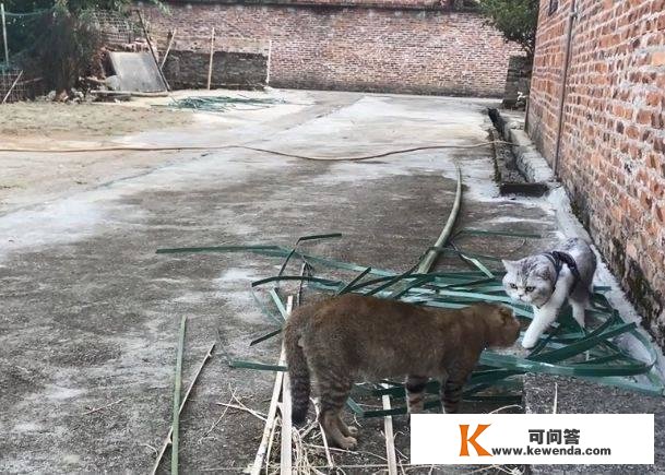 宠物猫被带回乡间后，遭3只狸花猫“围堵”，结局却让人猜不到