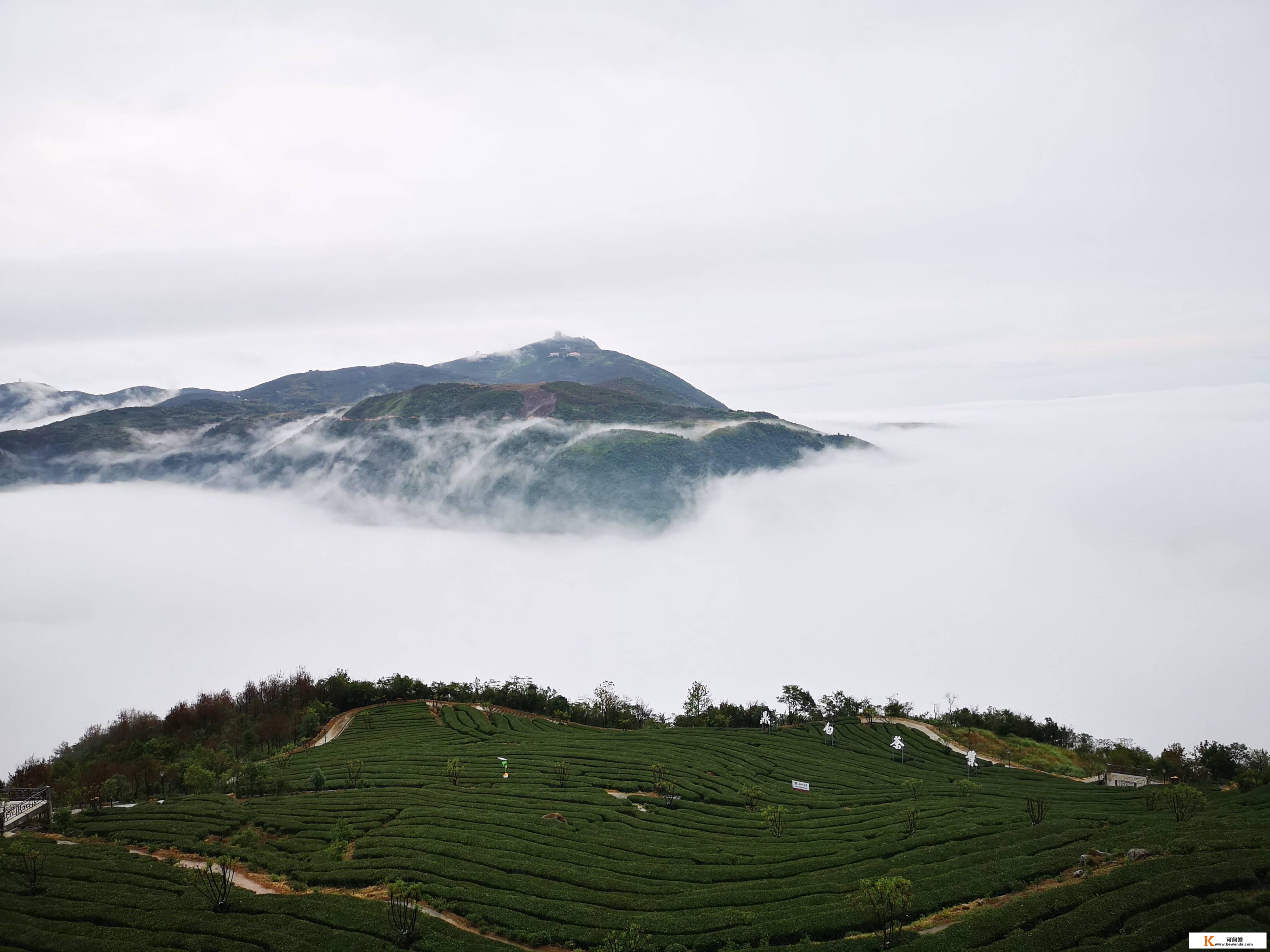 茶王白牡丹，茶中实国色