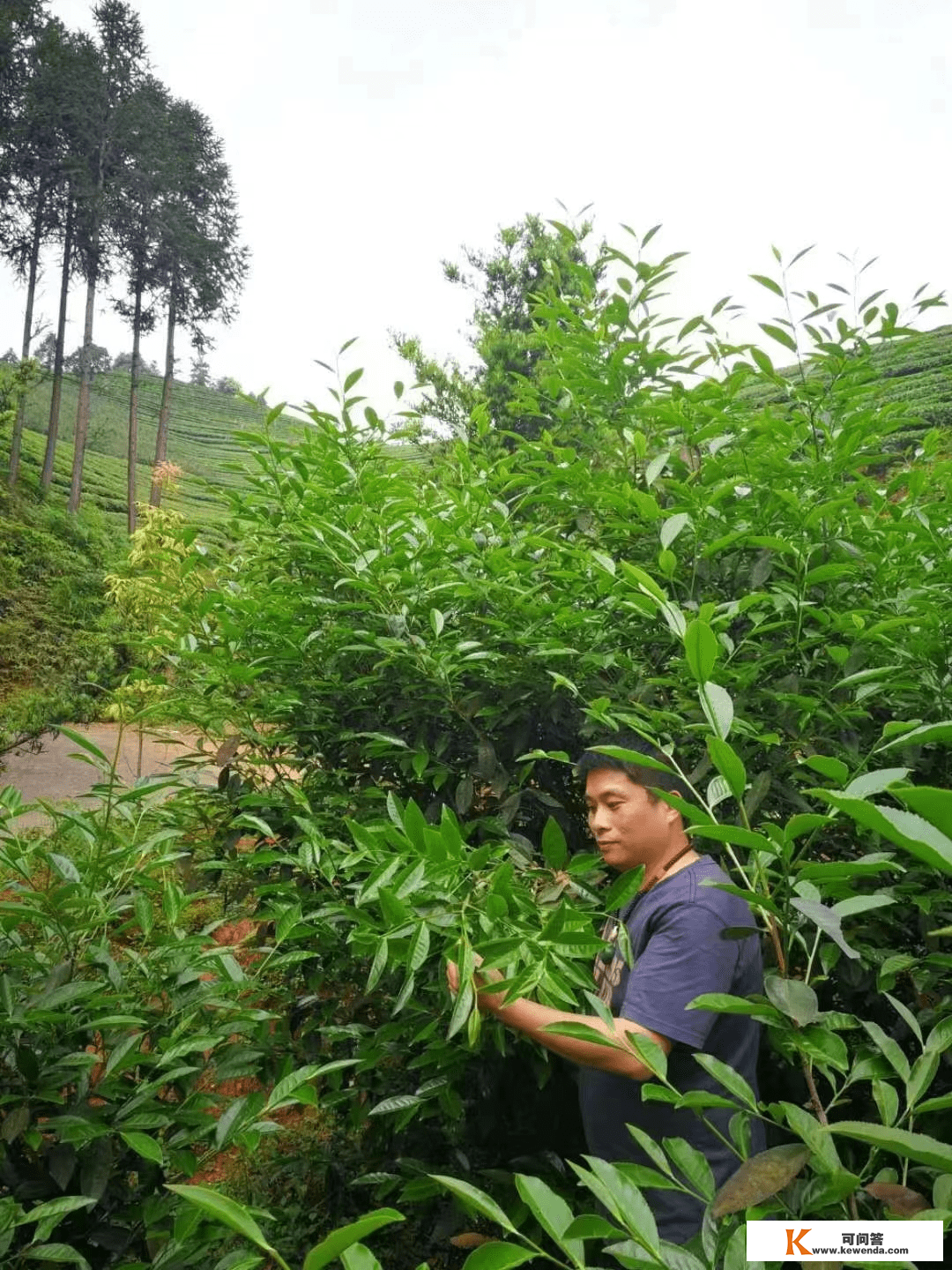 烹茶煮荼万里香 武夷新茗举国尝—武夷山吴三地然韵茶厂厂长占兴隆