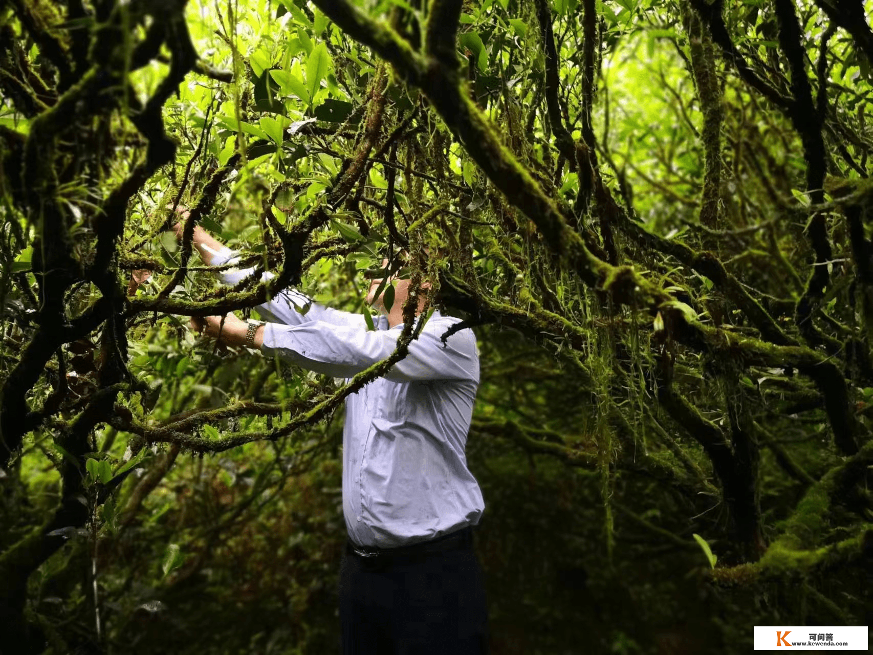 烹茶煮荼万里香 武夷新茗举国尝—武夷山吴三地然韵茶厂厂长占兴隆