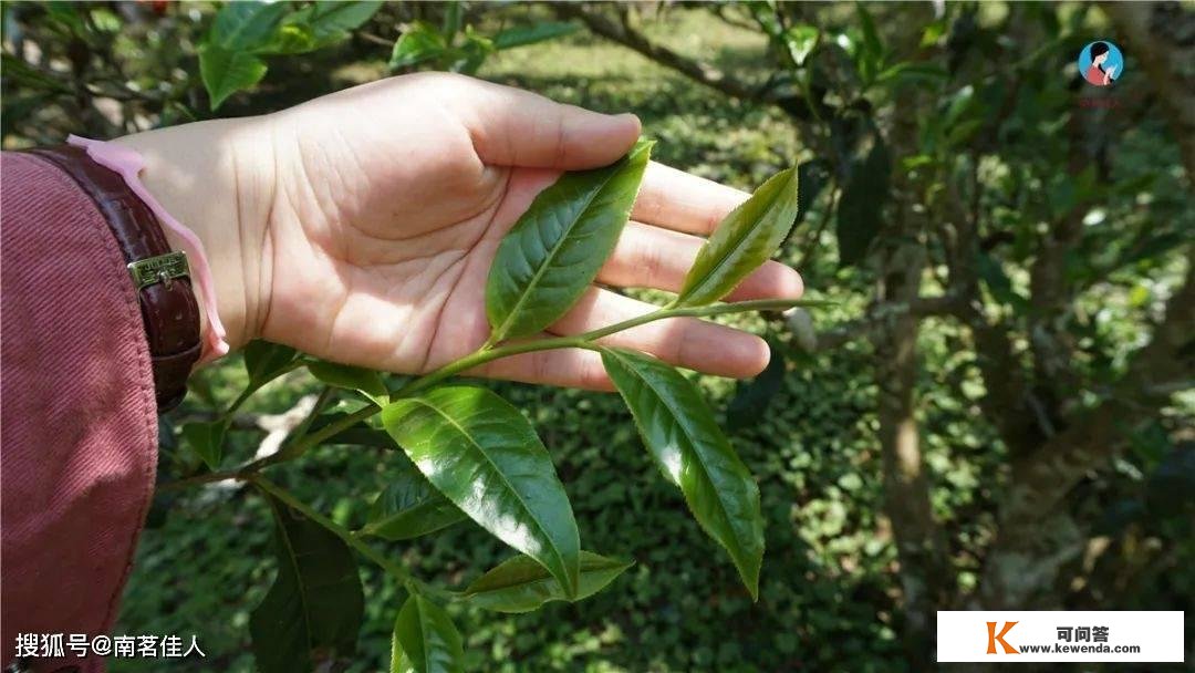 品鉴会︱第86期：聊一聊都具有【山野气韵】，但差别的两款茶各有何特点？