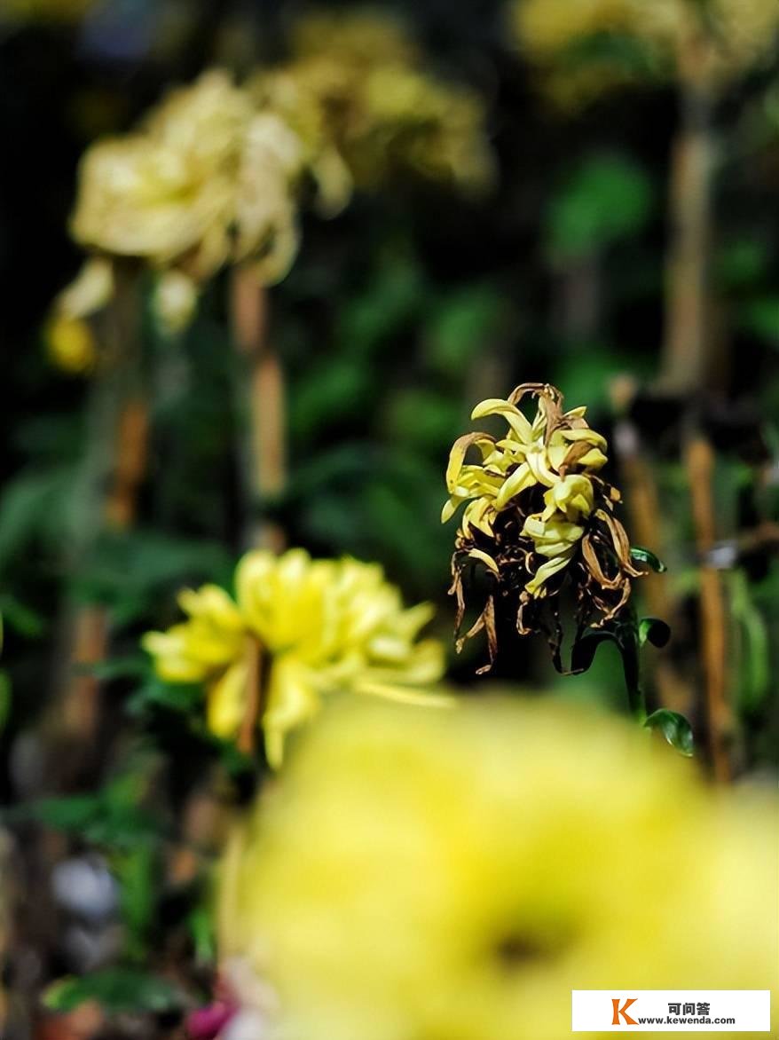 万里云 | 芳魂迷醒秋风客，却教陶诗梦未残（壬寅咏菊七律十二首）