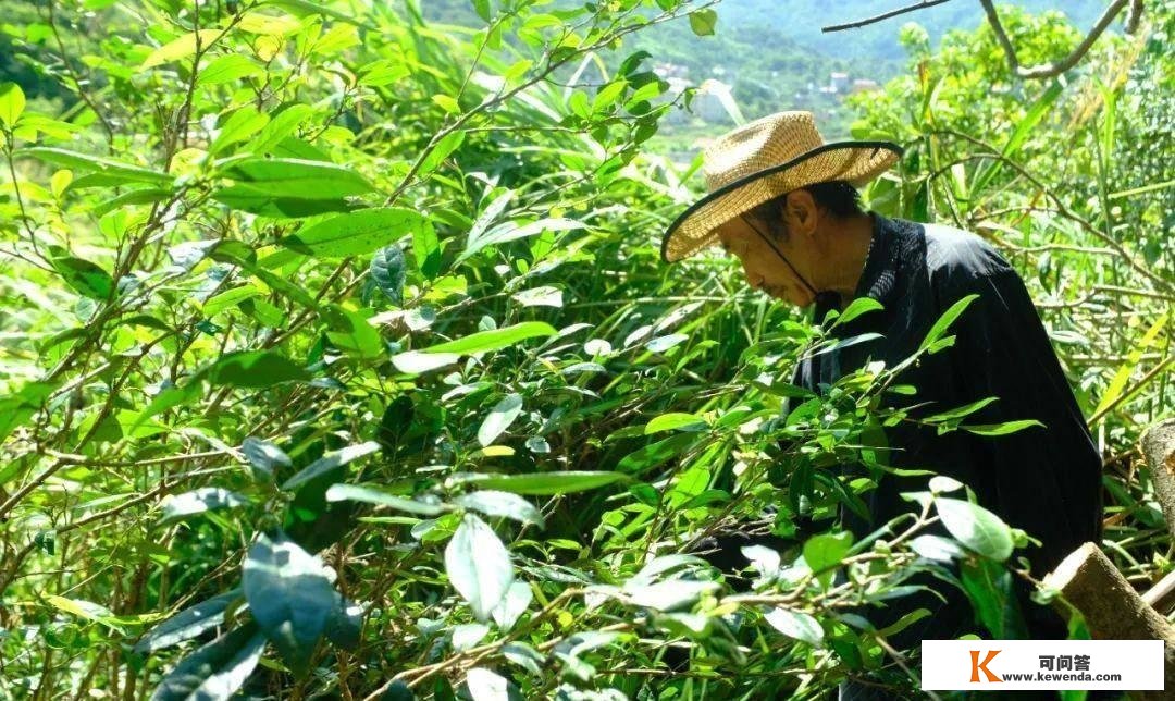 隐藏莆田大山中的千亩唐宋茶田，能否为福建贡茶的消费地？