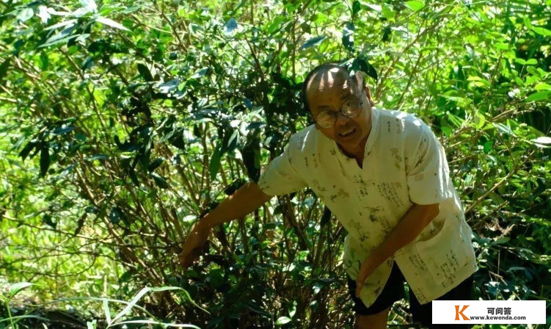 隐藏莆田大山中的千亩唐宋茶田，能否为福建贡茶的消费地？