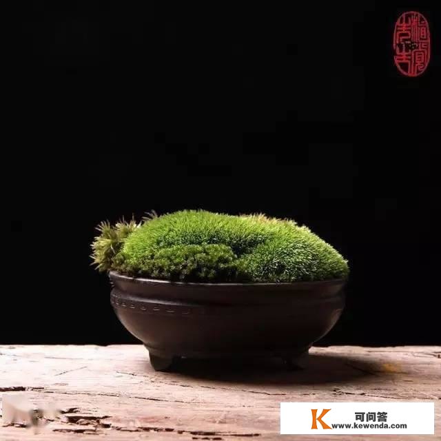 苔藓盆景