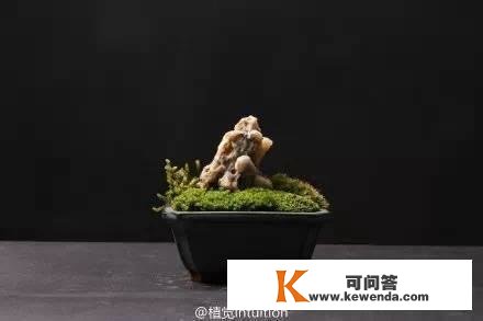 苔藓盆景