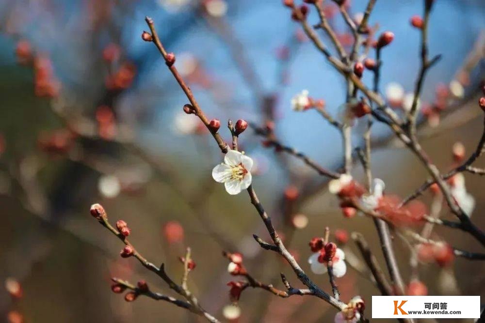 赏梅好去向，带你碰见“梅”景，奔赴2023年第一场花事！