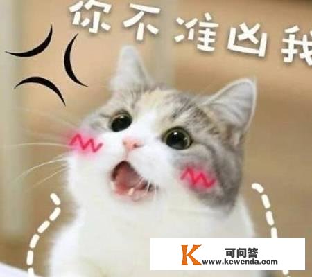 一分钟教你，若何选择中意的猫咪