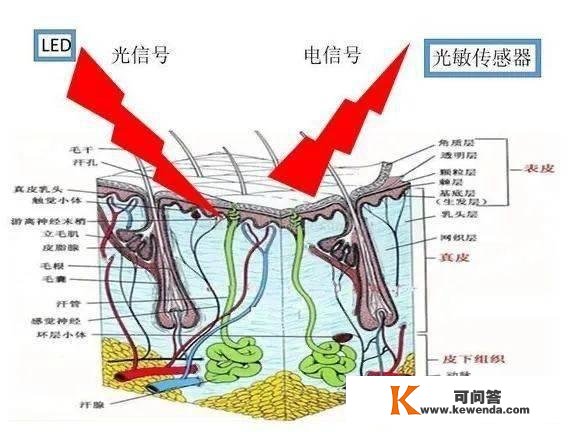 练得我都快累死了，手表告诉我才消耗了 100 大卡？