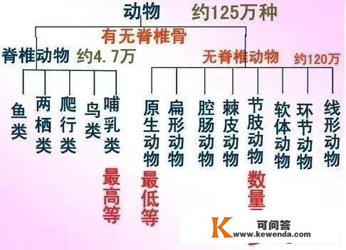 每日一动物：大斑灵猫