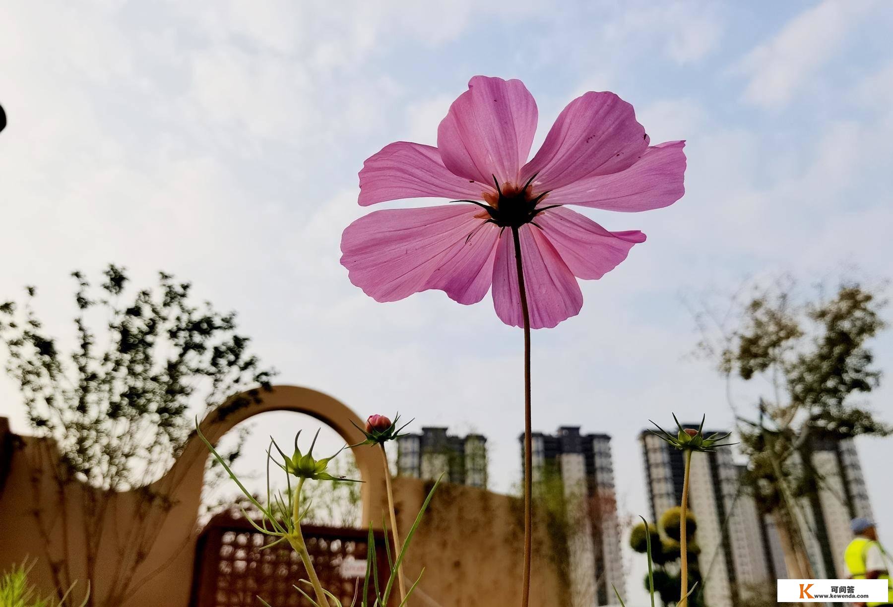 甘宁：没有了平台，你什么都不是