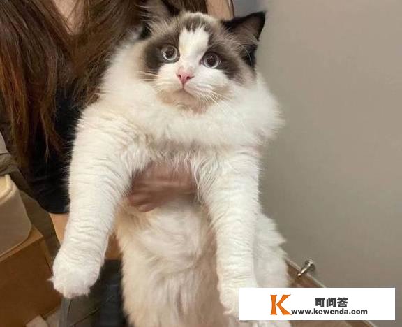 猫咪疫苗什么时候打怎么打，铲屎官们做对了吗