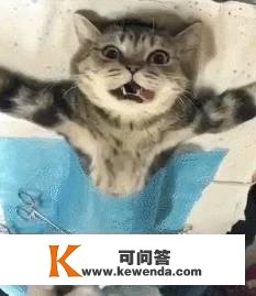 妙三多没打完能绝育吗？猫咪绝育什么时候更佳？