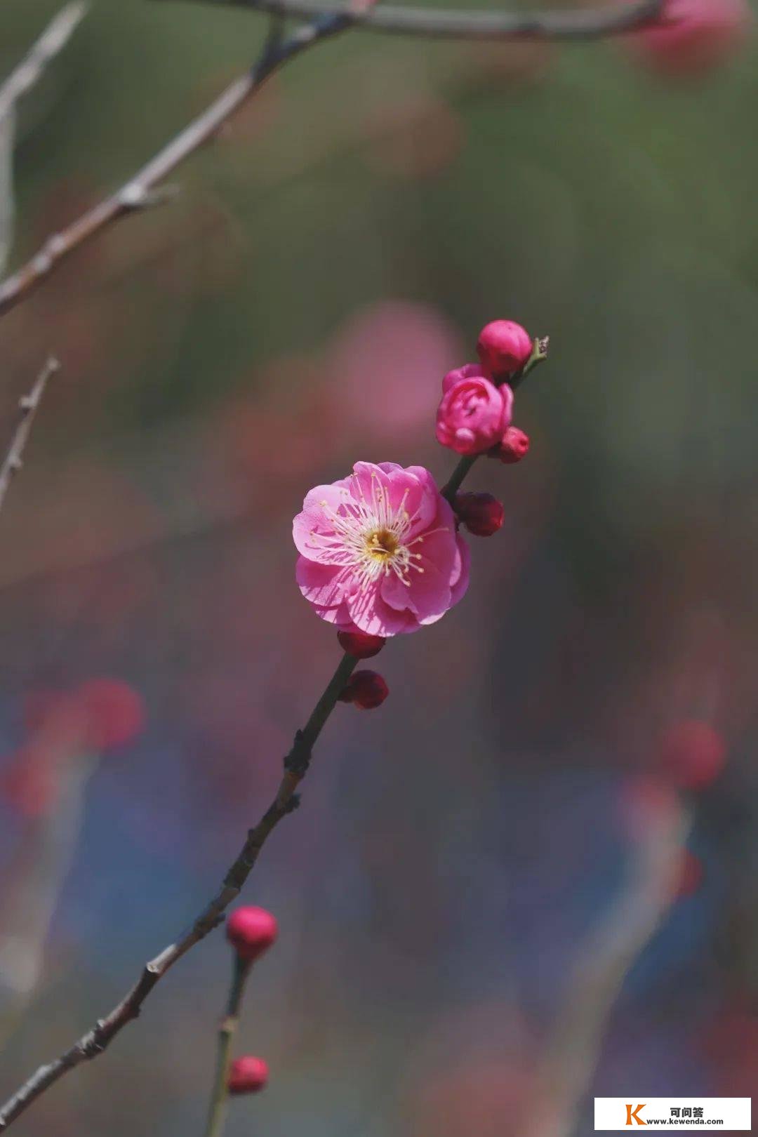 带来春暖的讯息！顾村公园梅花初绽