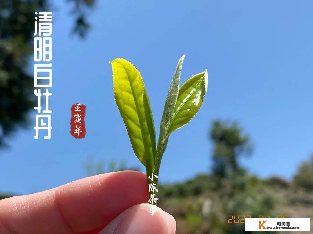 枯燥又沉闷的冬天，新白茶和老白茶谁才是首选？村姑陈给出了实话