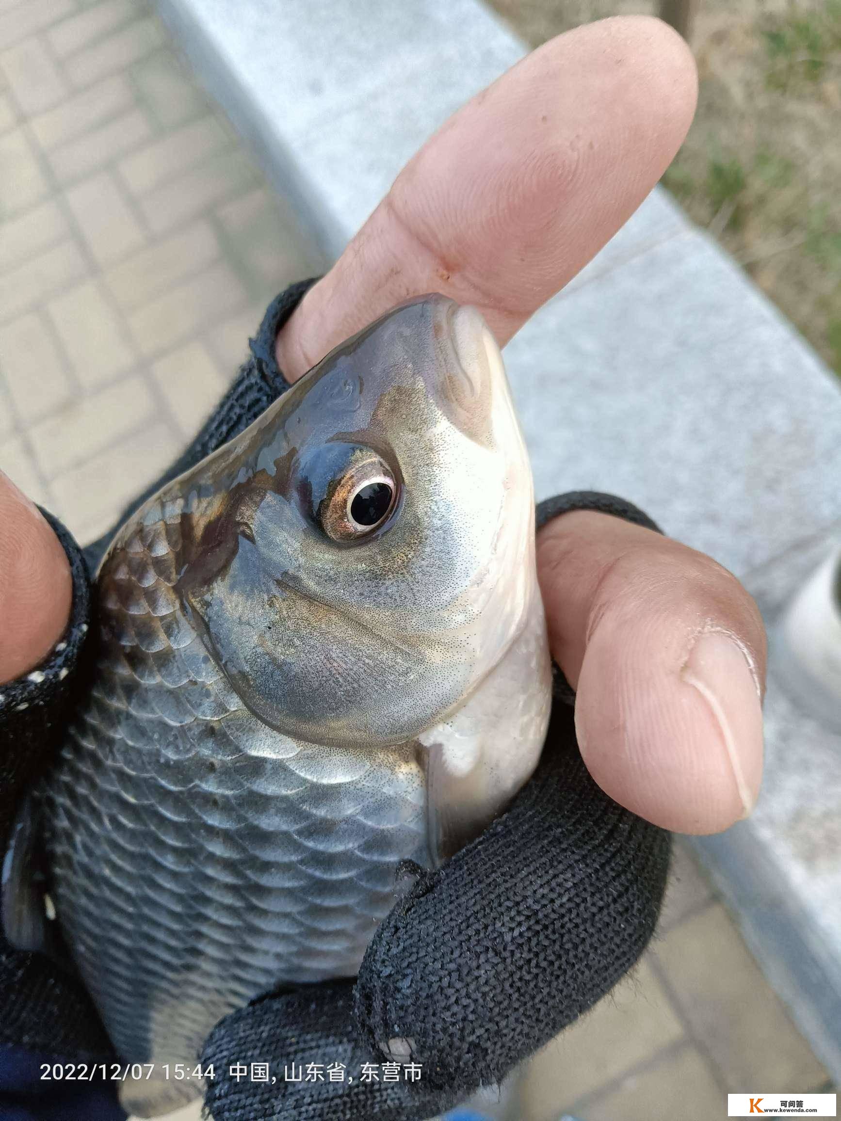 进步浮漂灵敏度，芝麻开花鱼渔多