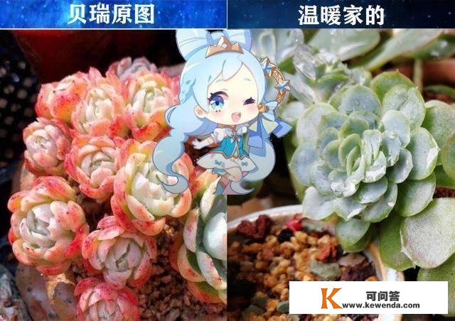 小花仙：取代菲儿的贝瑞，名字其实是一种花，她的家族也很奥秘