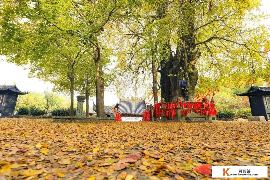 来相逢一场古银杏雨！仙顶寺打卡攻略来咯~