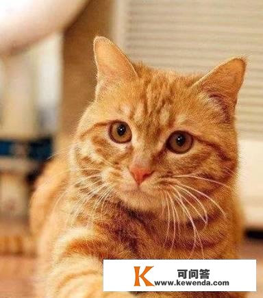 “土猫”也分品种！那些最常见的中华田园猫，你养过吗？