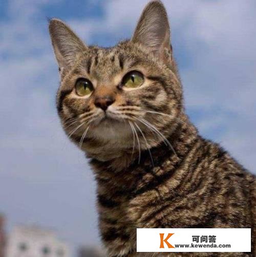 “土猫”也分品种！那些最常见的中华田园猫，你养过吗？