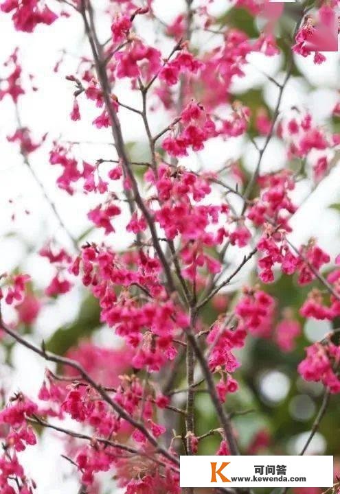 周末去哪玩|泉州最全赏樱花攻略，赶紧保藏！