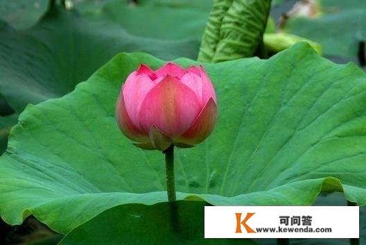 2月初，四大生肖桃花开，喜事连连，工做娴熟，一帆风顺