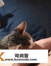 是谁“画”出那么萌的四脚兽！清点那些像从画里走出来的猫咪