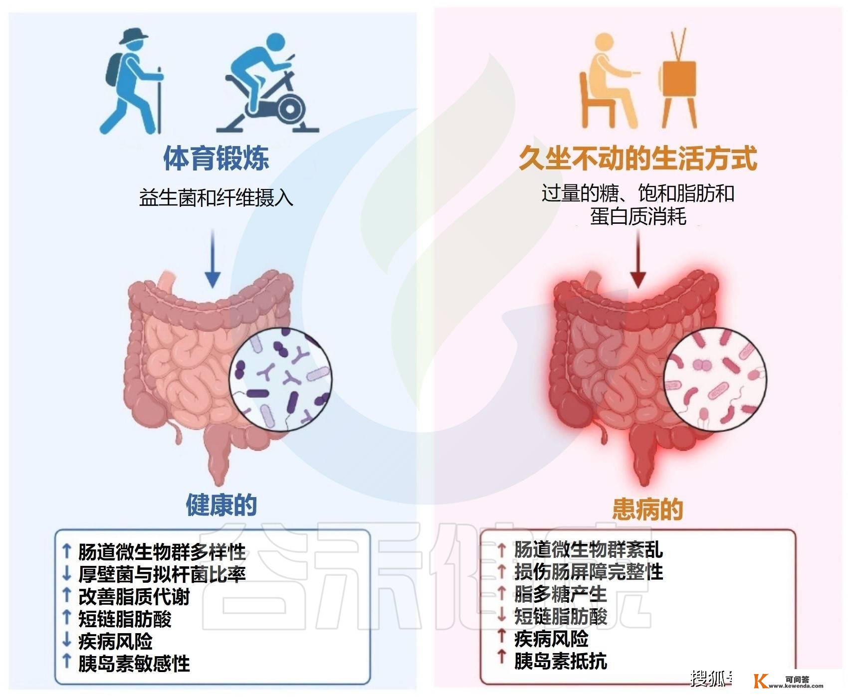 体育熬炼与饮食相连系：调理肠道菌群来预防治疗代谢性疾病