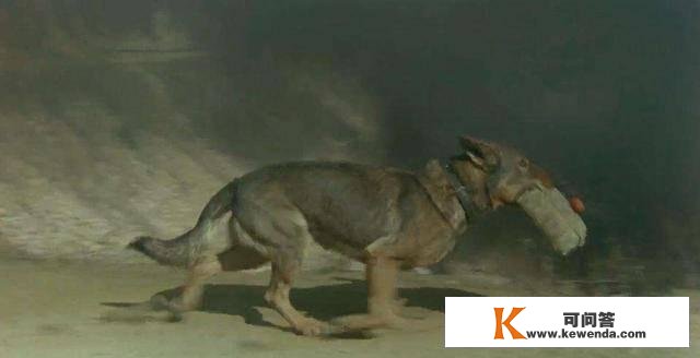 1993年，退役军犬绑实炸药拍戏，炸得破坏，导演却高呼：太好了