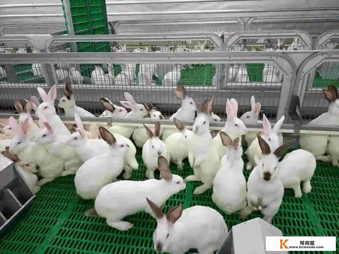 贵州茗阳农业阐发养殖兔的现状