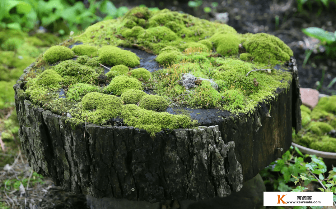 碰触：苔藓的多重含义