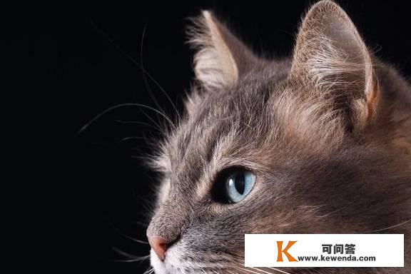 猫藓长成黑色痂能自愈吗