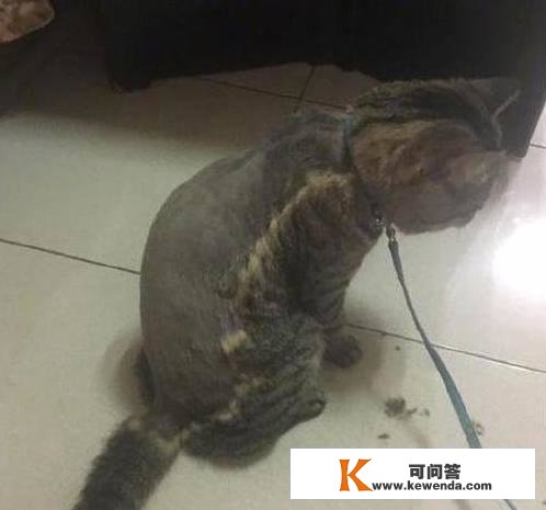 给猫剃毛，一不小心剃成露背拆，猫咪一脸抑郁：铲屎的我和你没完