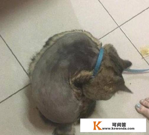 给猫剃毛，一不小心剃成露背拆，猫咪一脸抑郁：铲屎的我和你没完