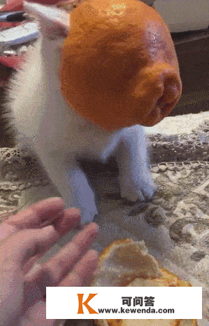 仆人吃橘子，猫咪把橘子皮当帽子，猫咪：天怎么黑了