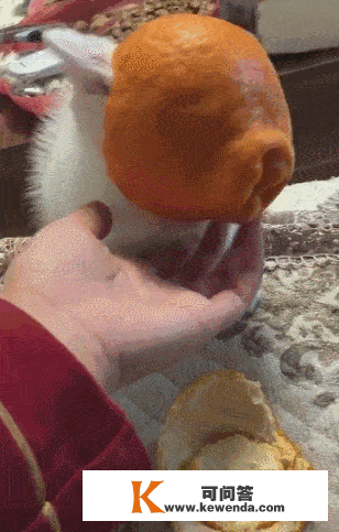 仆人吃橘子，猫咪把橘子皮当帽子，猫咪：天怎么黑了