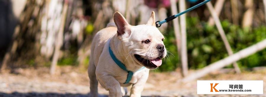 下半身瘫痪的狗，三天后站了起来！日本宠物再生医疗