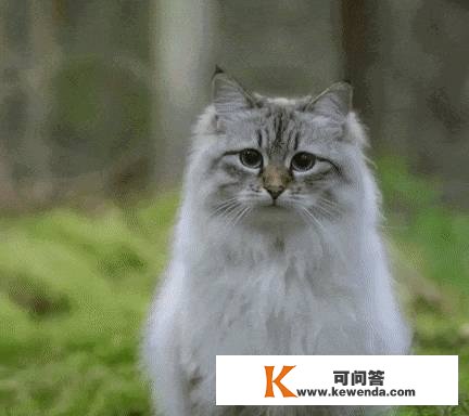 哇～西伯利亚猫实的是雪地里的小精灵啊