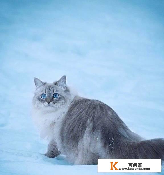 哇～西伯利亚猫实的是雪地里的小精灵啊