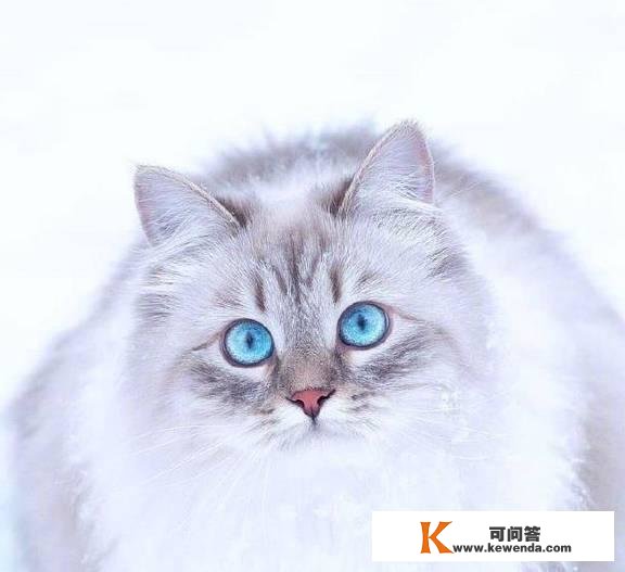 哇～西伯利亚猫实的是雪地里的小精灵啊