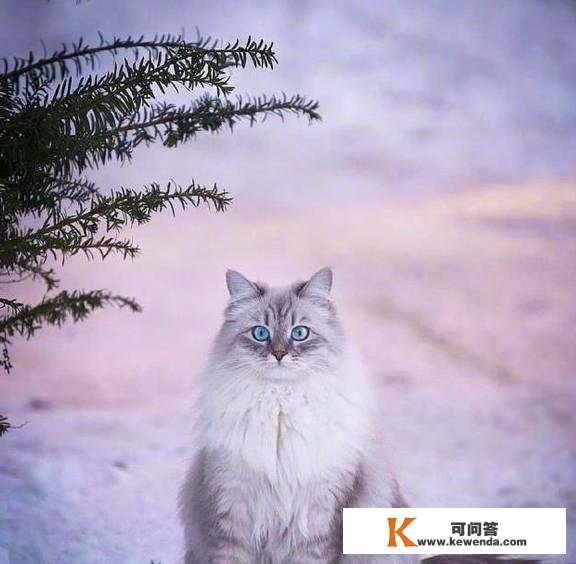 哇～西伯利亚猫实的是雪地里的小精灵啊