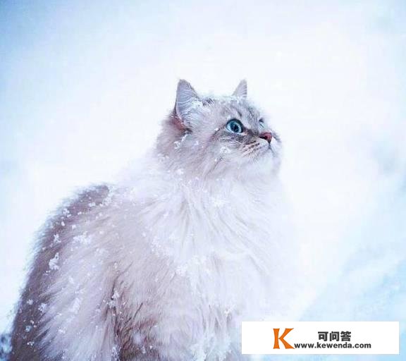 哇～西伯利亚猫实的是雪地里的小精灵啊