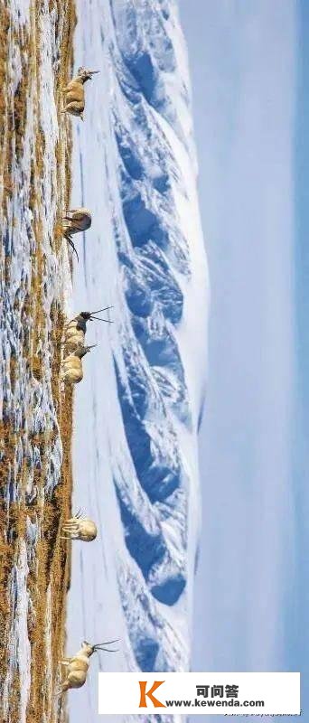 世界雪豹日那天，和三江源地域的明星们聊了聊天